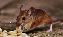 24 Hour & Emergency Exterminators in Metalton, AR